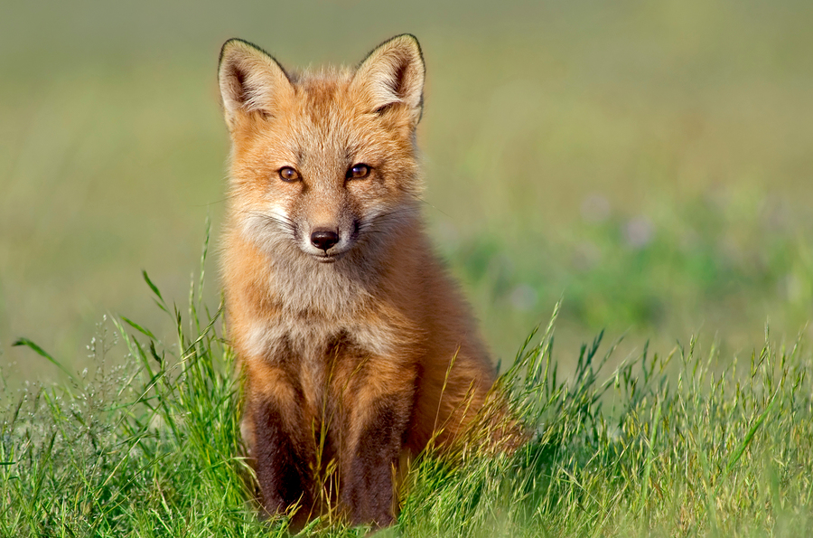 Catch the Foxes