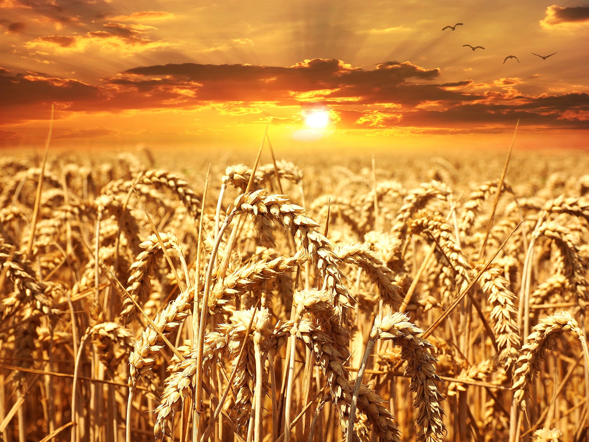 Satan Desires to Sift You Like Wheat